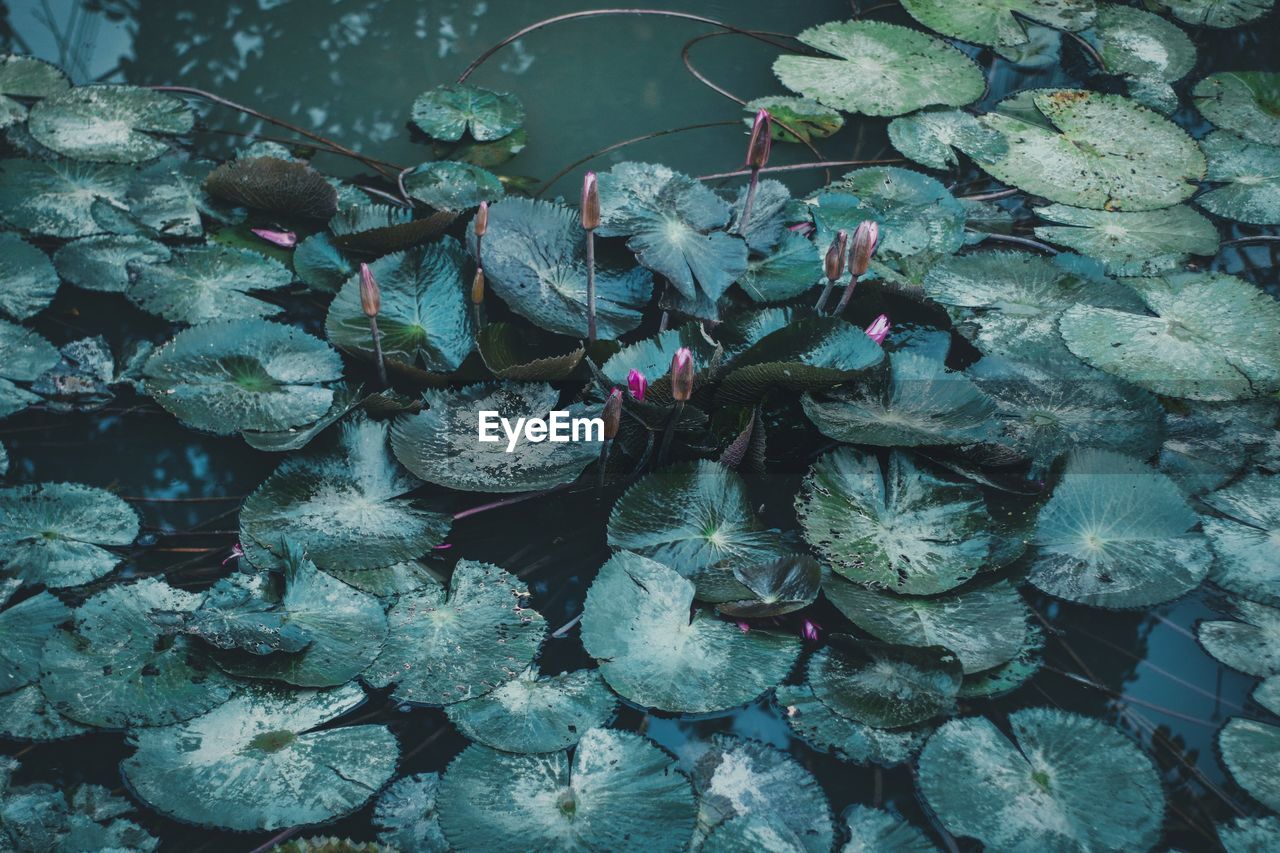 High angle view of lotus water lilies blooming in lake