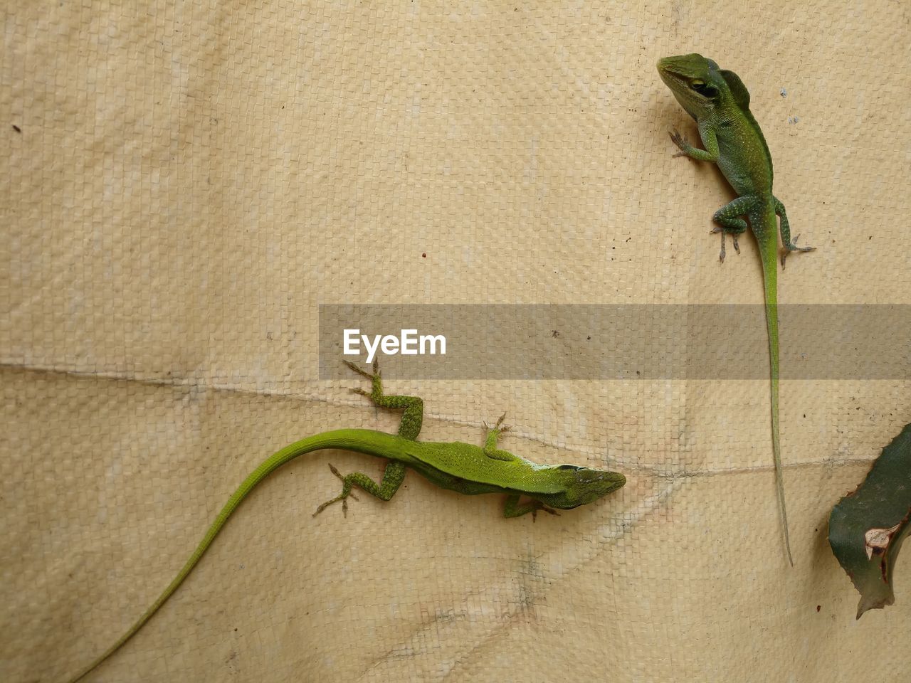 CLOSE-UP OF A LIZARD