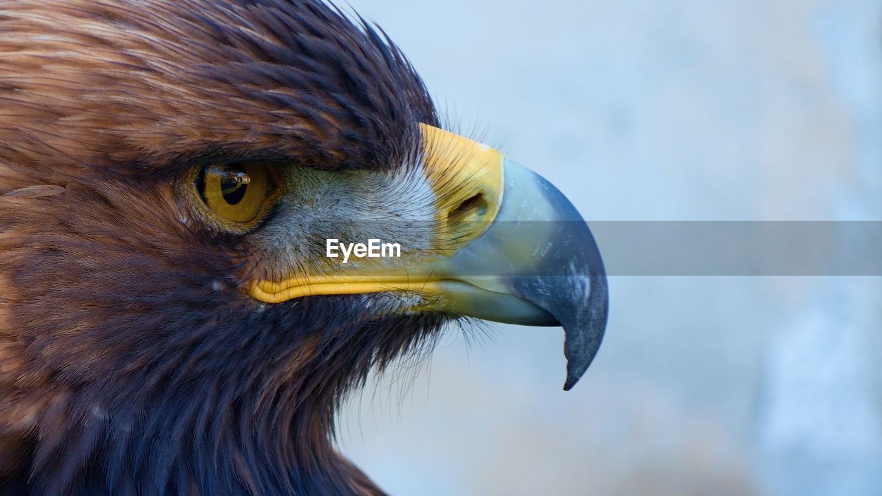 Close-up of golden eagle