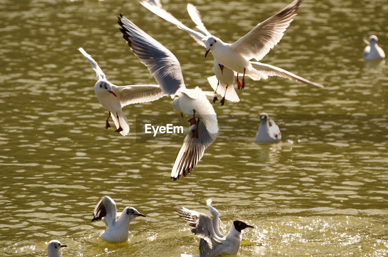 BIRDS FLYING OVER LAKE