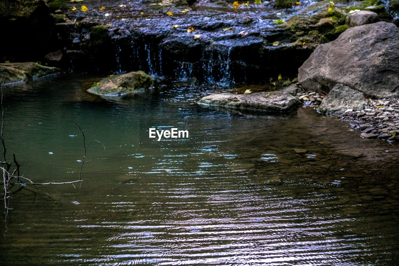 DUCKS ON ROCK