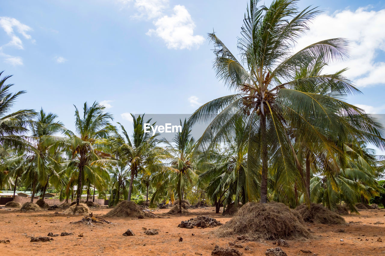 A large plantation of coconut palms and huts on the shores of the indian ocean, watamu. kenya