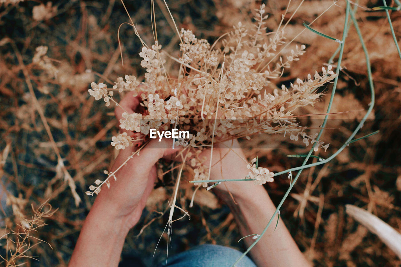Close-up of young woman hand holding plant