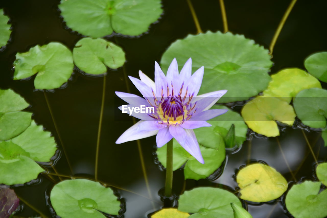 HIGH ANGLE VIEW OF WATER LILY IN POND