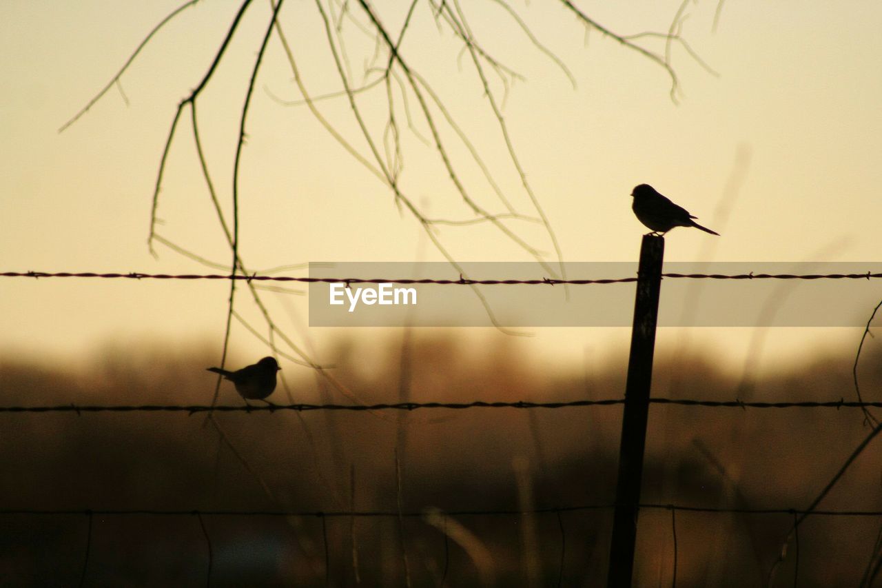 LOW ANGLE VIEW OF BIRD PERCHING ON POLE AGAINST SKY DURING SUNSET