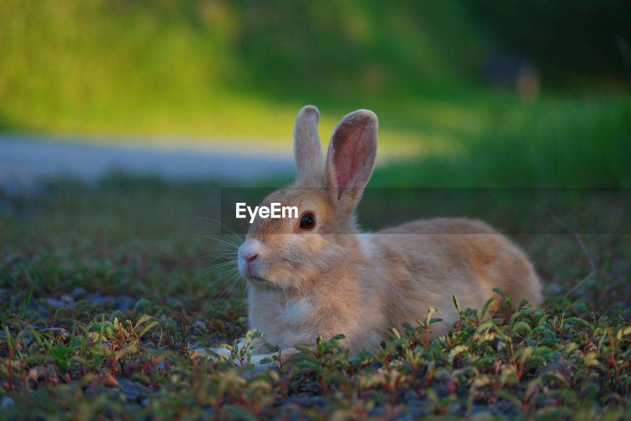 Close-up of a rabbit on field