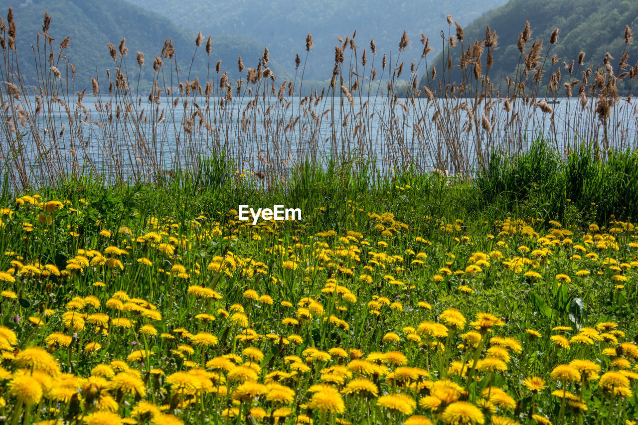 Yellow flowering plants on field