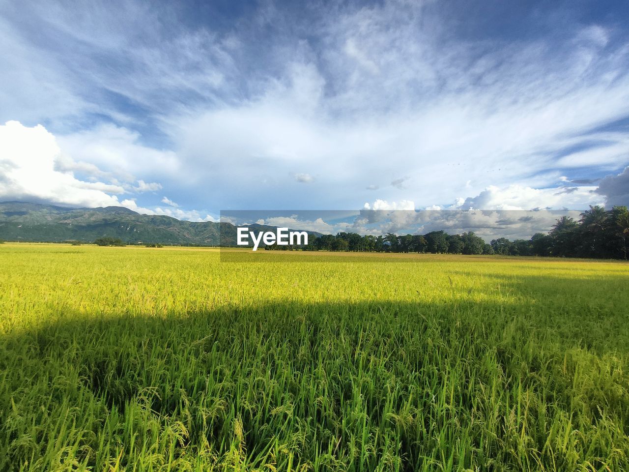 scenic view of oilseed rape field against sky