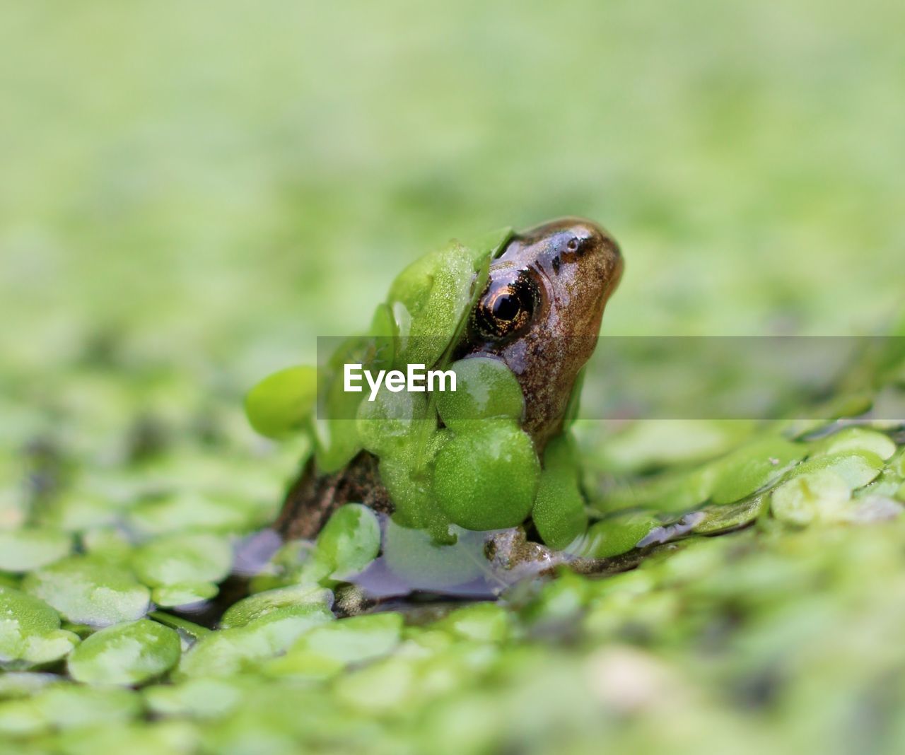 animal themes, green, animal, animal wildlife, one animal, amphibian, wildlife, frog, nature, close-up, macro photography, no people, selective focus, plant, true frog, environment, reptile, day, outdoors, animal body part, plant part, macro, leaf, environmental conservation