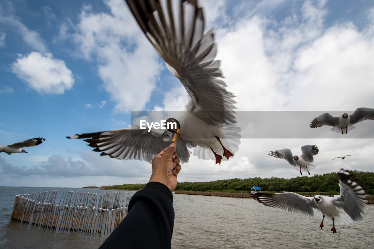 flying, bird, animal, animal themes, animal wildlife, wildlife, spread wings, sky, group of animals, cloud, nature, animal body part, mid-air, water, animal wing, day, hand, seabird, motion, sea, seagull, outdoors, wing, flock of birds, large group of animals, one person, feeding, person, feather, gull, pigeon
