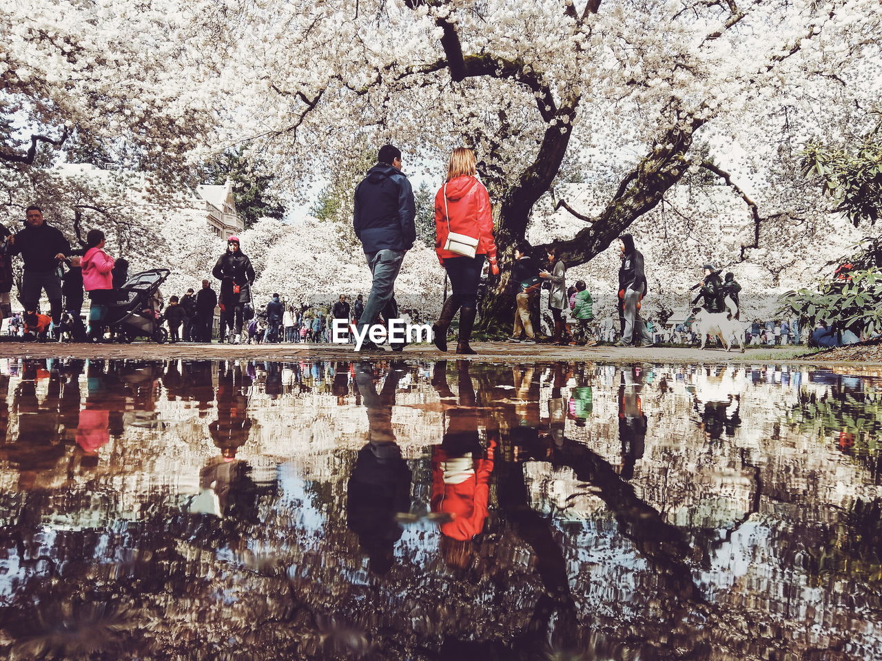 People by lake during cherry blossoms in park