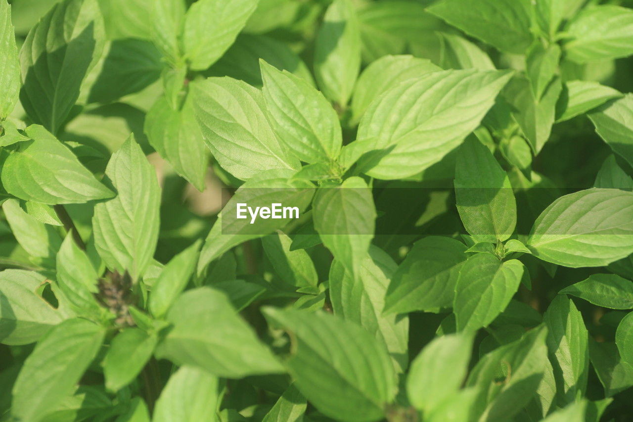 leaf, plant part, plant, food and drink, green, food, herb, growth, nature, freshness, healthcare and medicine, medicine, close-up, no people, basil, backgrounds, full frame, flower, agriculture, spice, beauty in nature, seasoning, ingredient, produce, healthy eating, herbal medicine, vegetable, outdoors, crop, field, pattern, botany, farm, lush foliage, social issues, garden, day, foliage