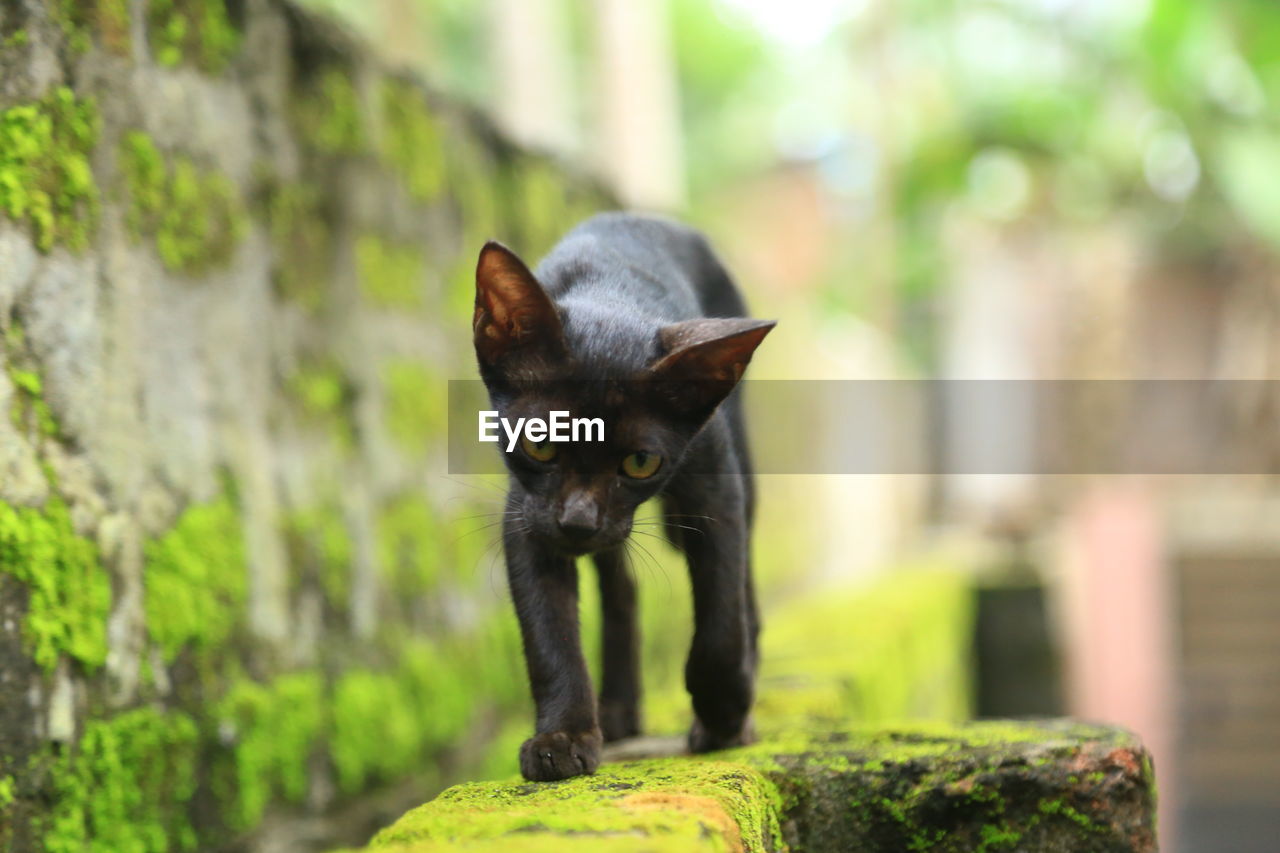 PORTRAIT OF BLACK CAT ON STONE WALL