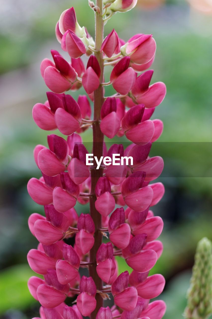 Close-up of pink flower growing outdoors