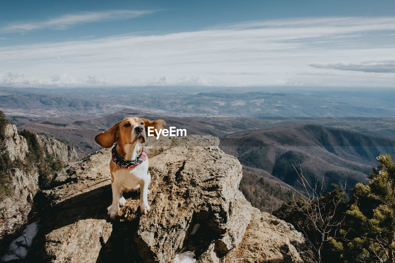 Dog sitting on rock against landscape