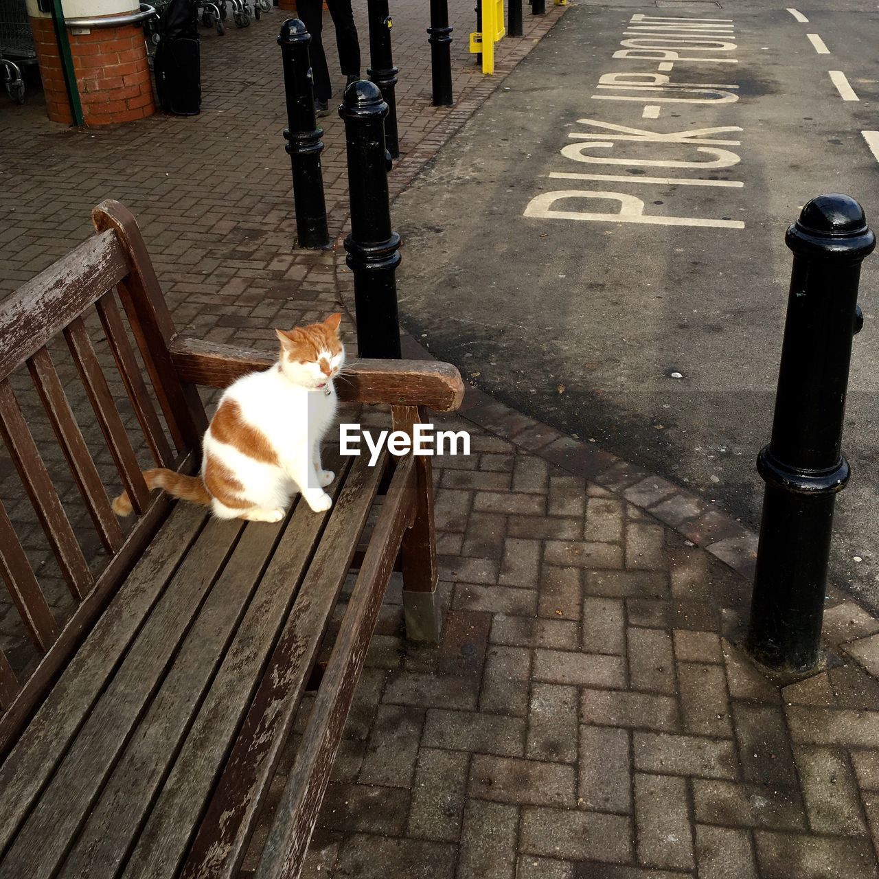 High angle view of domestic cat sitting on bench