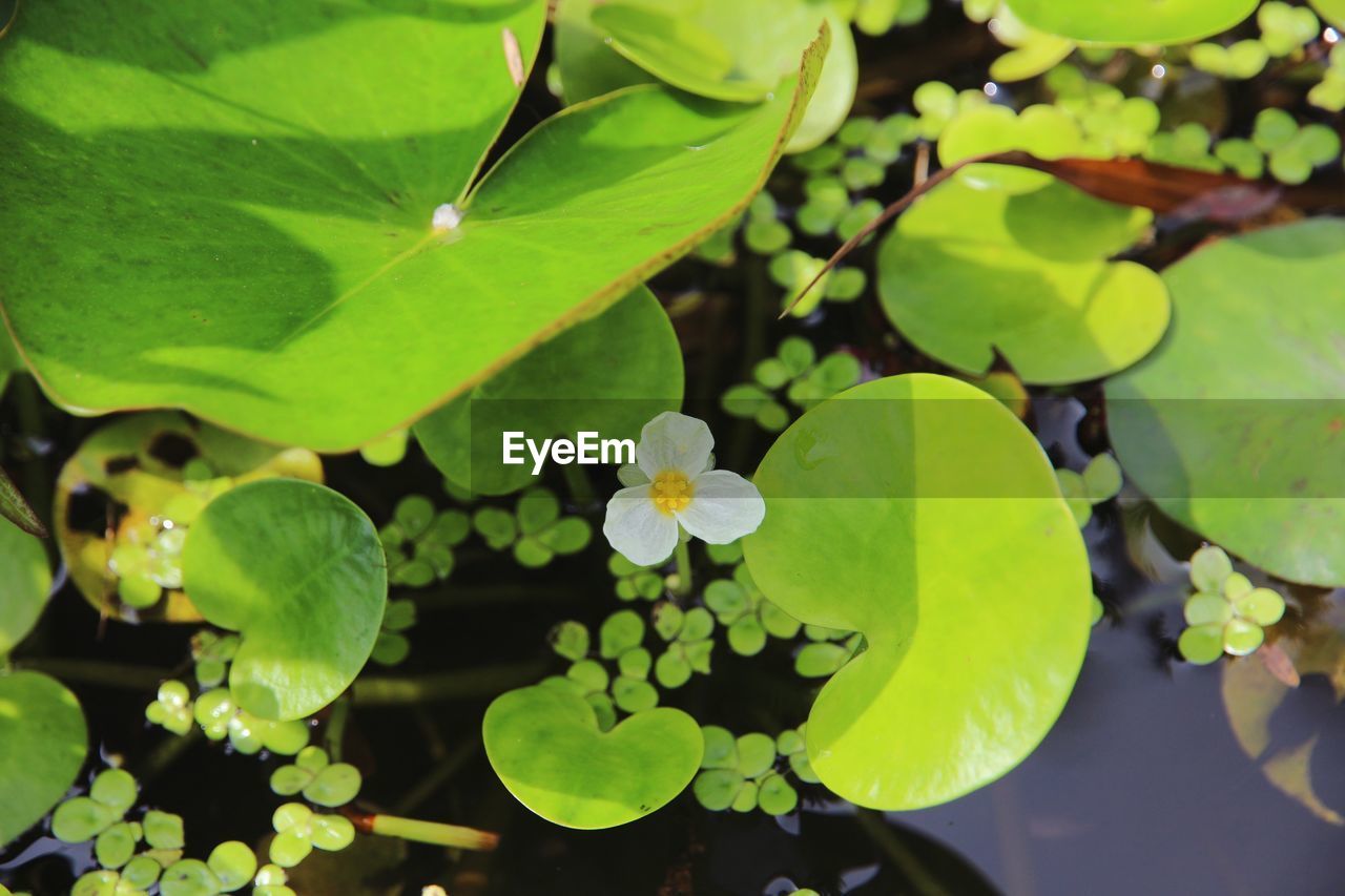 HIGH ANGLE VIEW OF PLANTS