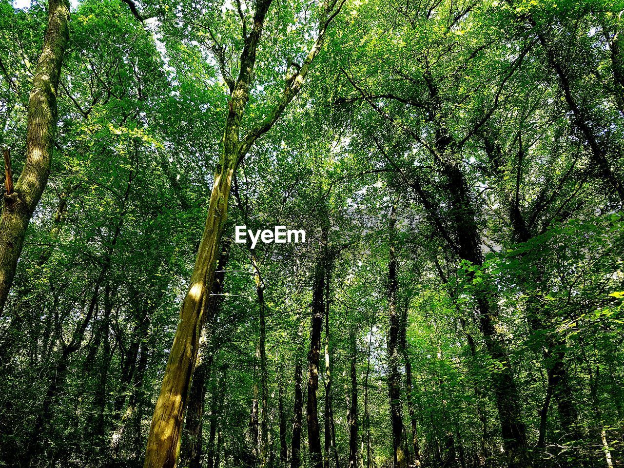 LOW ANGLE VIEW OF BAMBOO TREE IN FOREST