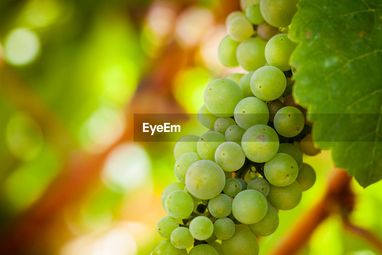 CLOSE-UP OF GRAPES