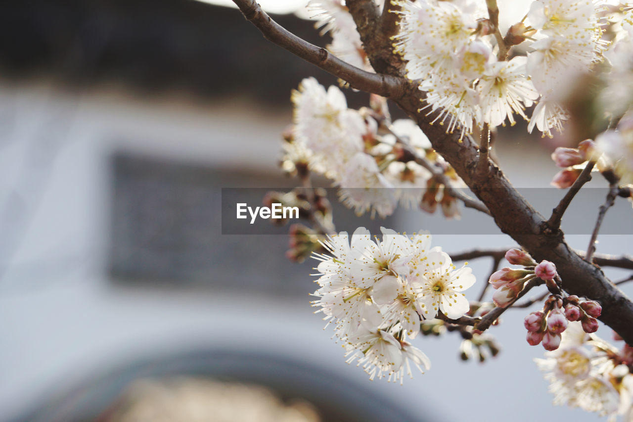 CLOSE-UP OF WHITE CHERRY BLOSSOM TREE