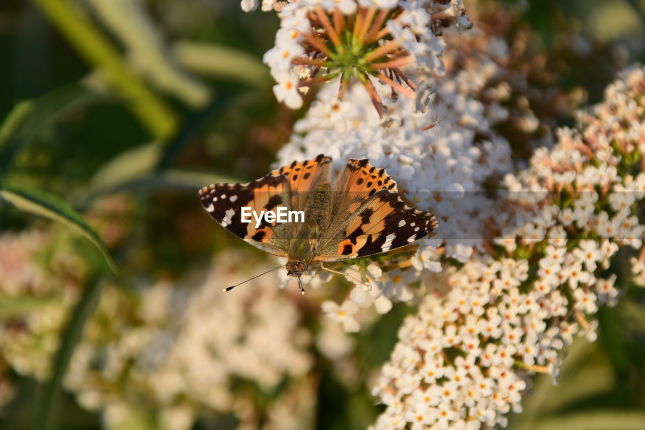BUTTERFLY POLLINATING ON FLOWER