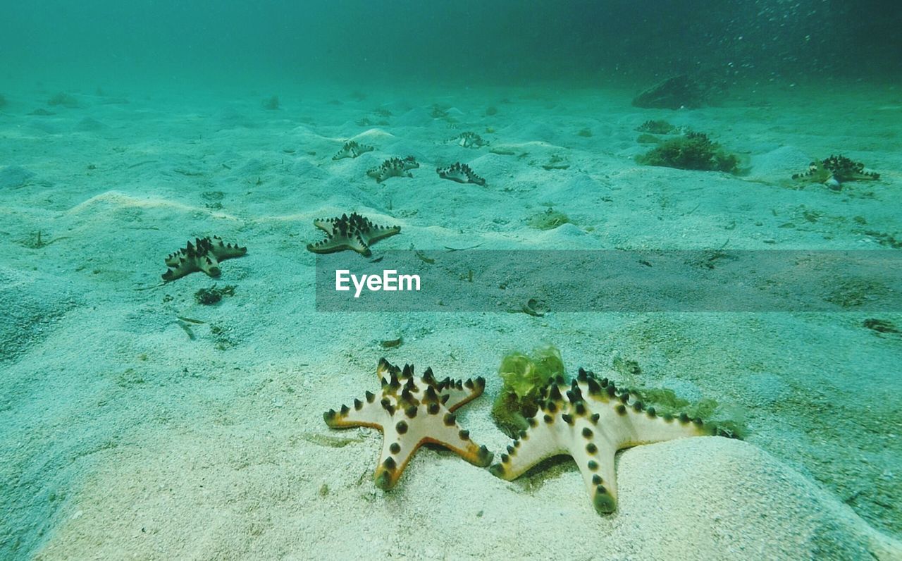 Starfishes in sea