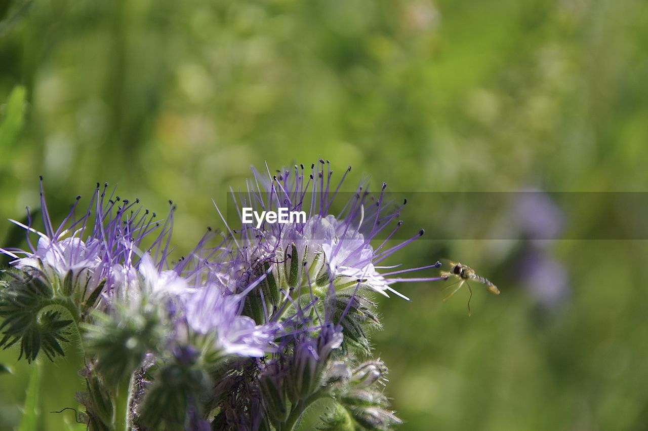 Close-up of insect on purple flowering plant