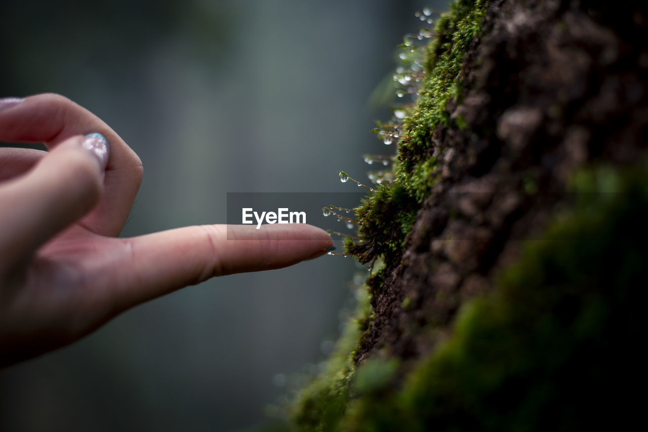 hand, green, close-up, nature, plant, macro photography, leaf, one person, selective focus, tree, moss, flower, outdoors, soil, day, growth, holding, finger, sunlight, grass, forest, adult