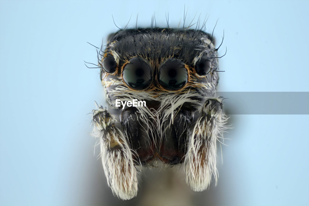 CLOSE-UP OF SPIDER ON A BACKGROUND