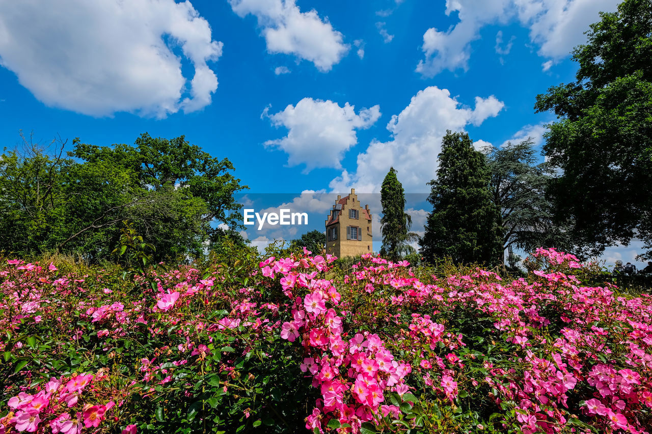 Spanish tower surrounded by pink roses against blue skies at beautiful rosenhöhe darmstadt