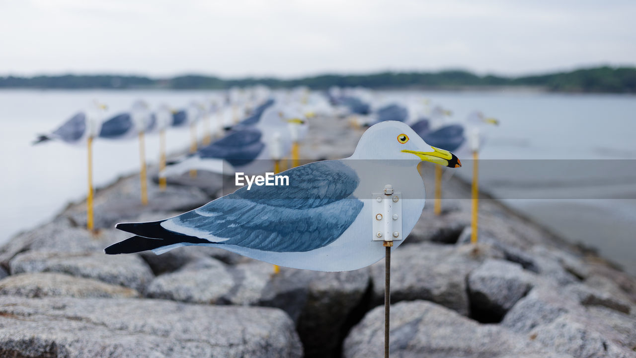 BIRD PERCHING ON ROCK