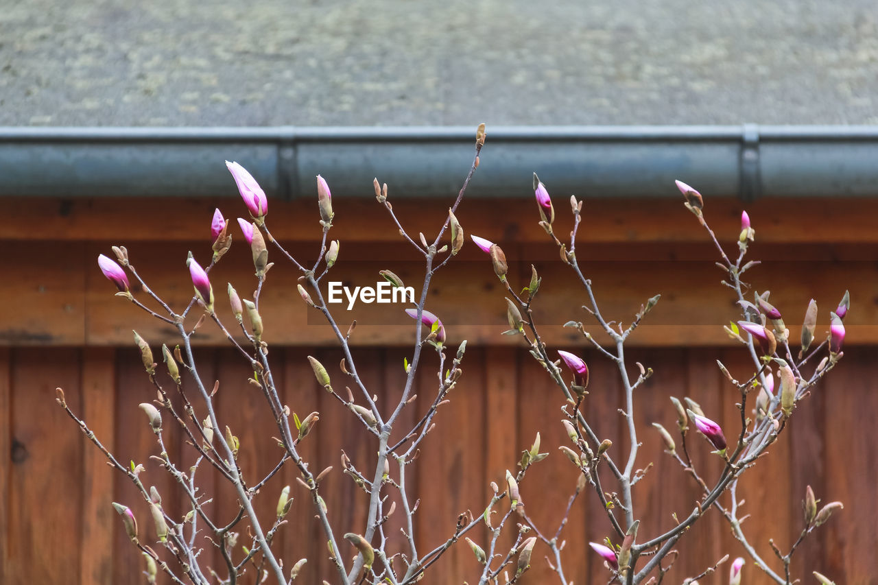 Close-up of stems against the wall