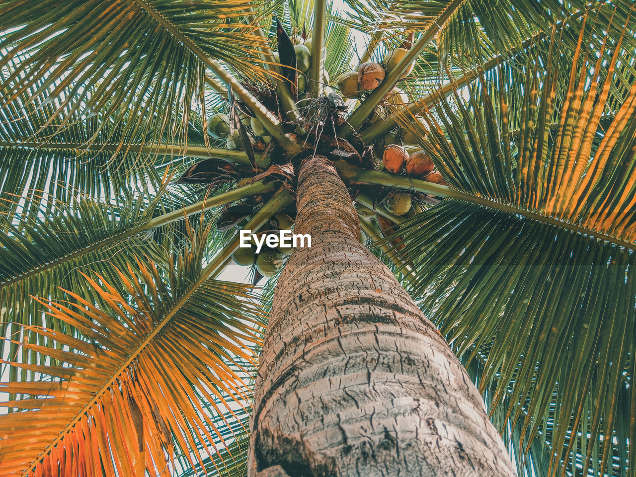 Low angle view of coconut tree 