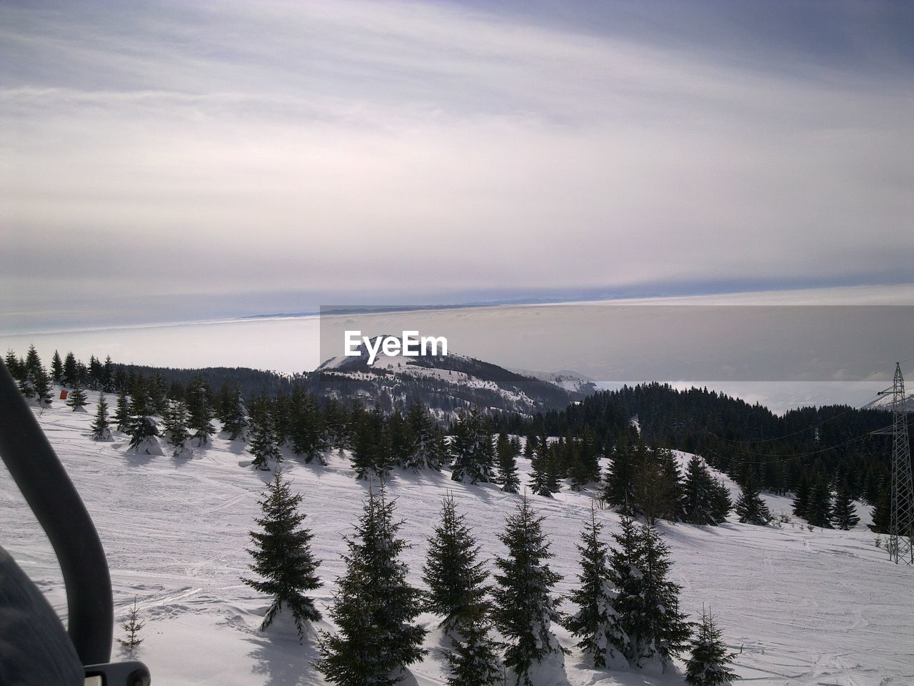 SCENIC VIEW OF TREES IN FOREST AGAINST SKY