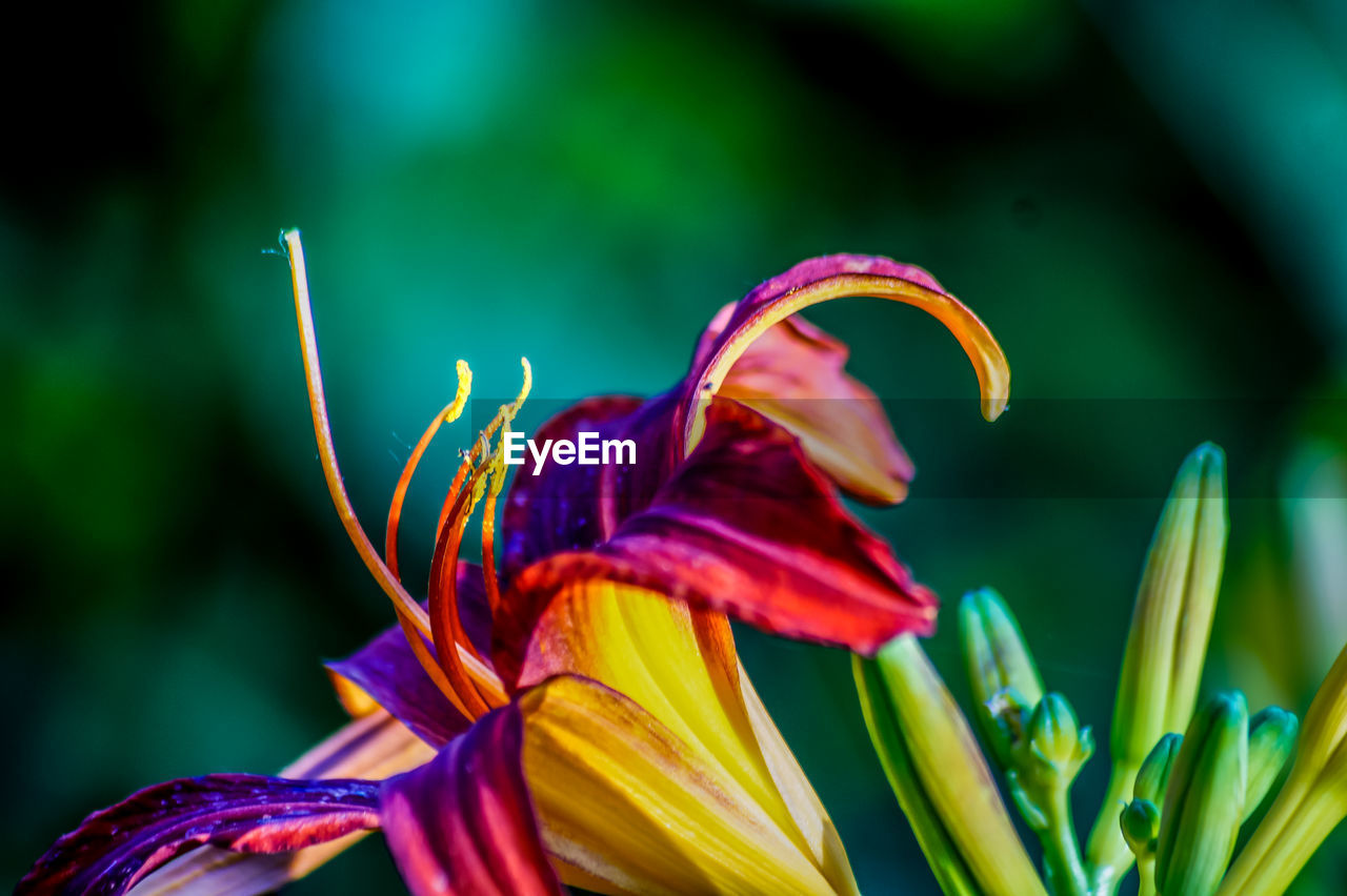 Close-up of lily growing outdoors