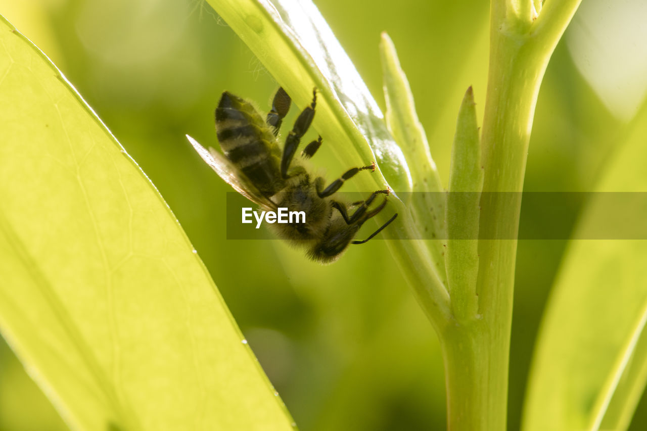 CLOSE-UP OF INSECT ON GREEN PLANT