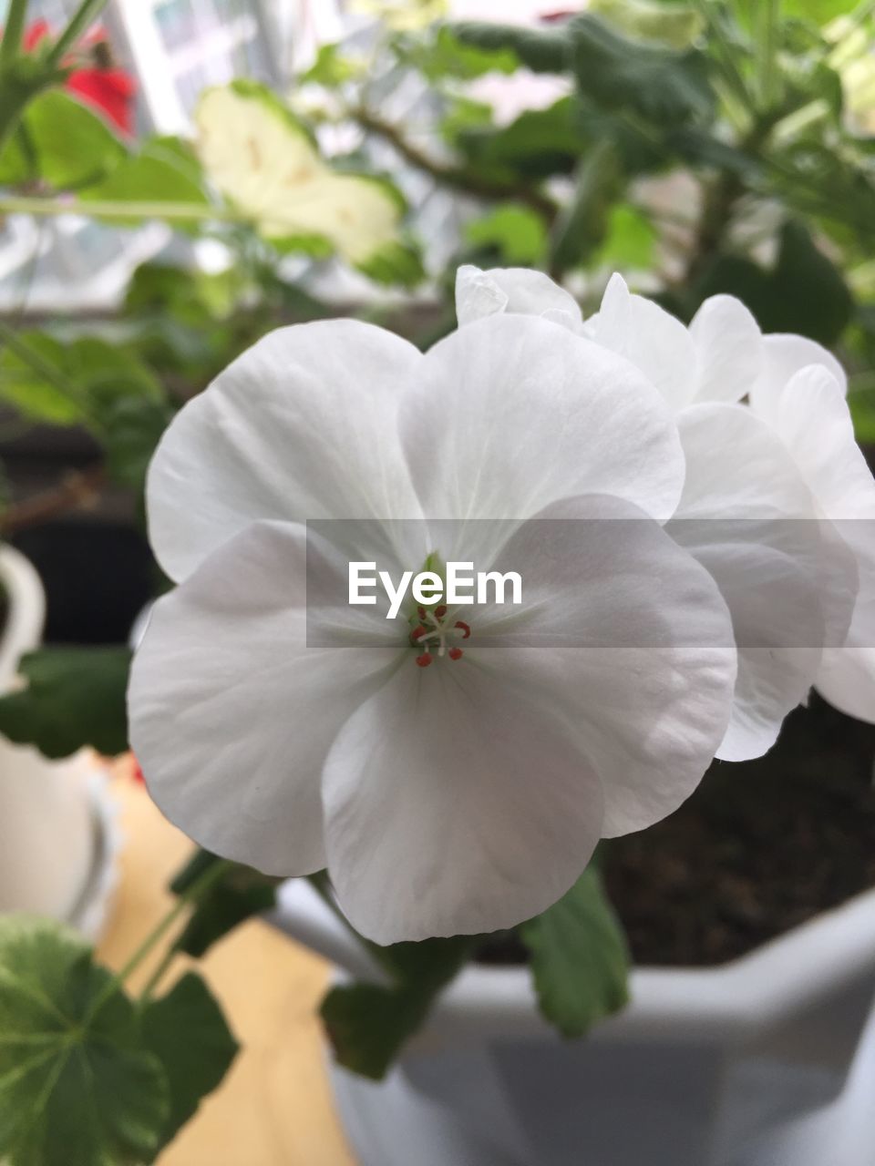 CLOSE-UP OF FLOWER BLOOMING