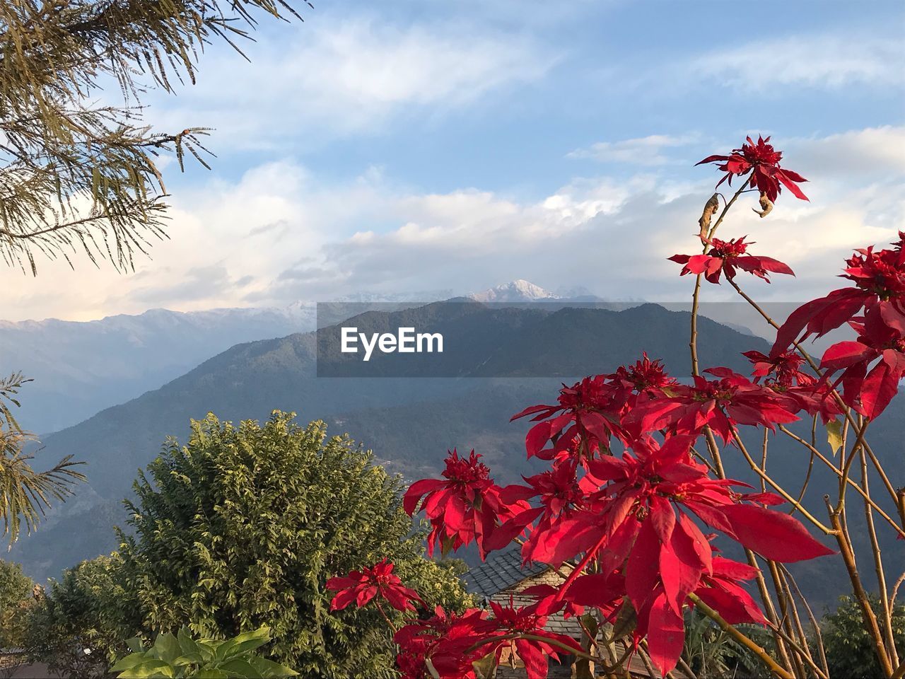 Close-up of red flowering plant against sky