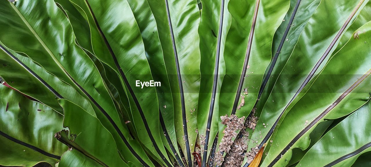 plant, green, growth, grass, nature, leaf, beauty in nature, plant part, tree, no people, close-up, flower, palm tree, day, land, outdoors, saw palmetto, full frame, tropical climate, plant stem, backgrounds, tranquility, palm leaf, botany, environment