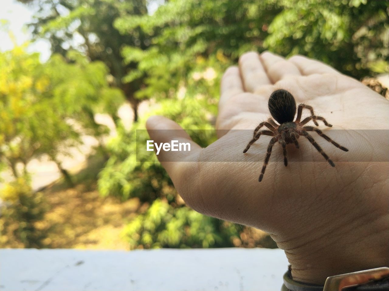 Close-up of insect on hand, tarantula.