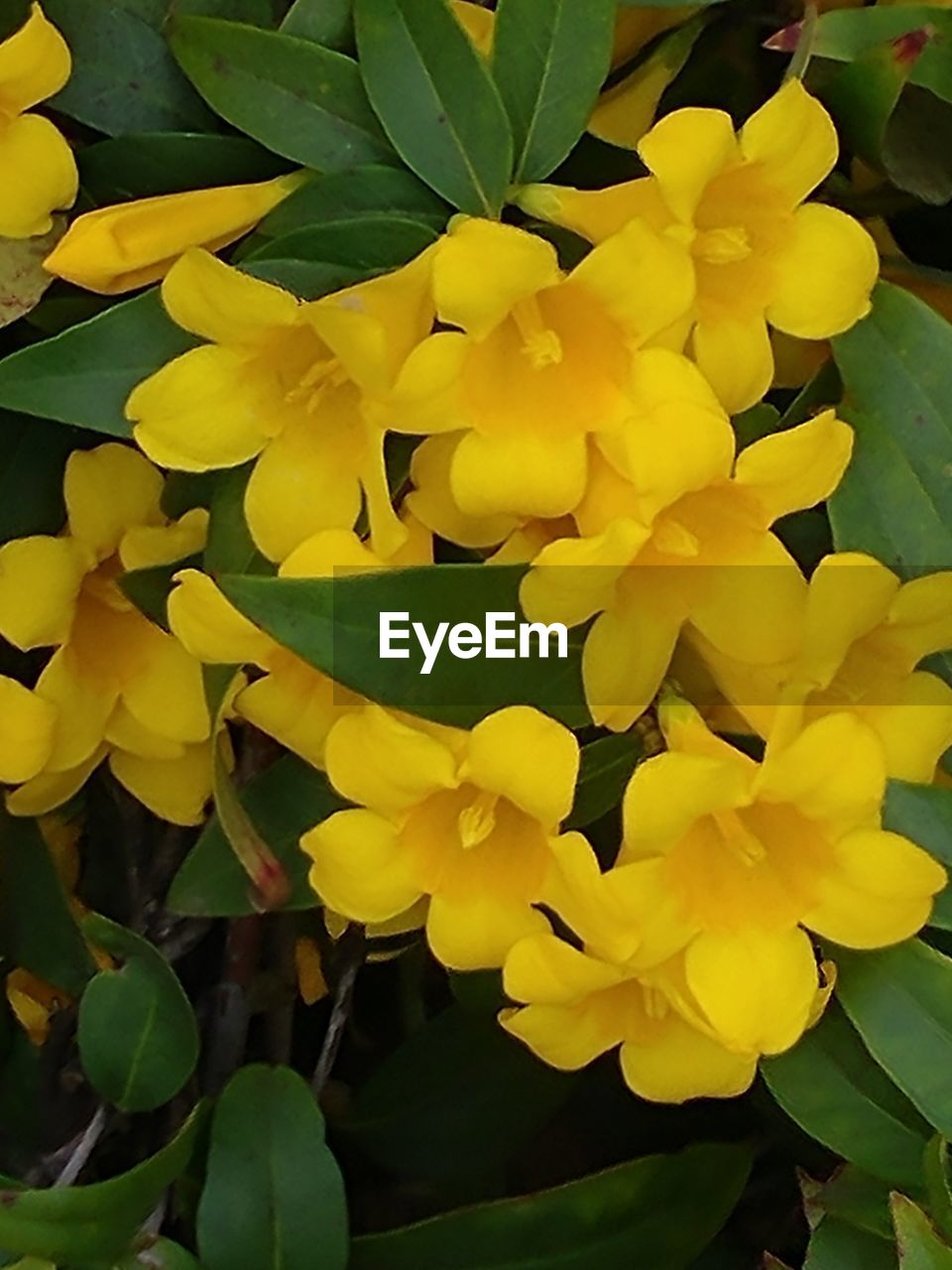 YELLOW FLOWERS BLOOMING OUTDOORS