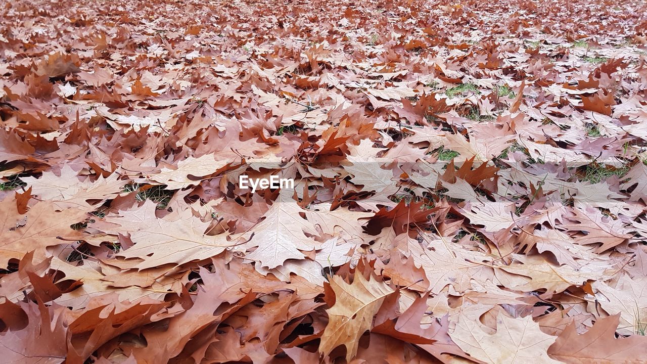 A group of withered leaves 