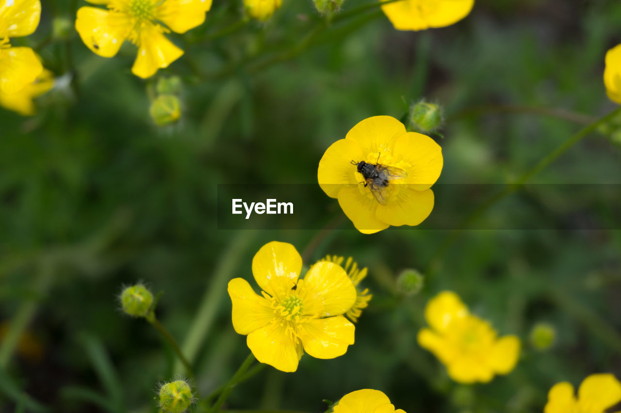 Close-up of yellow flowering plant