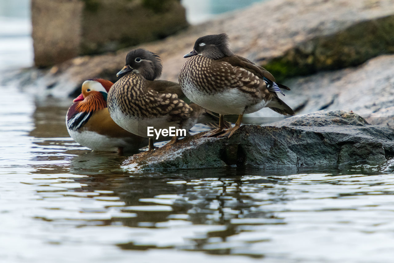 animal themes, animal, bird, animal wildlife, wildlife, duck, water, group of animals, water bird, ducks, geese and swans, beak, mallard, nature, two animals, poultry, lake, no people, day, selective focus, outdoors, mallard duck