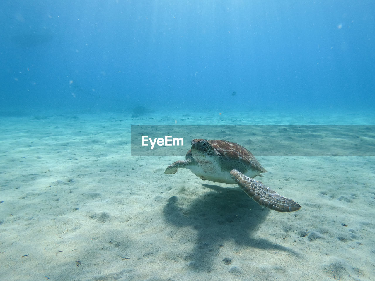 VIEW OF A TURTLE IN THE SEA