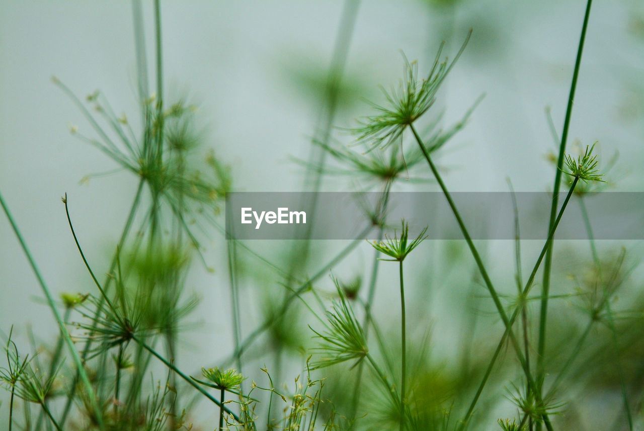 Close-up of plant against blurred background