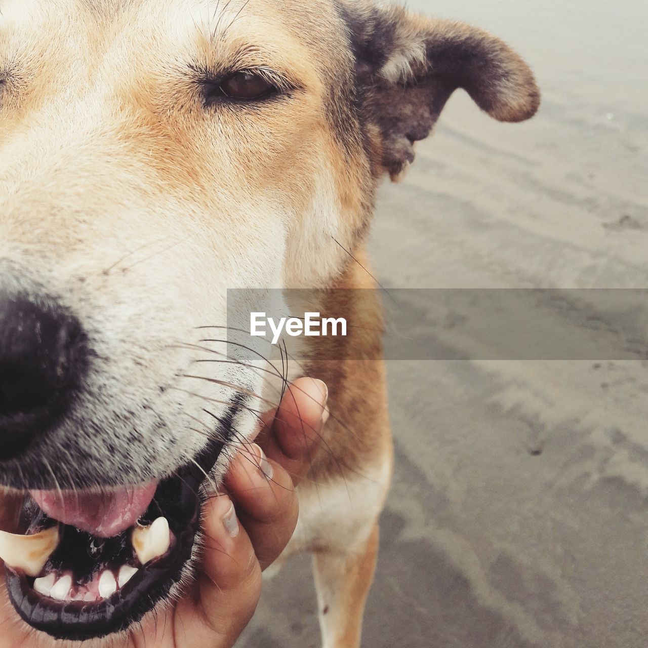 CLOSE-UP OF HAND HOLDING DOG WITH MOUTH