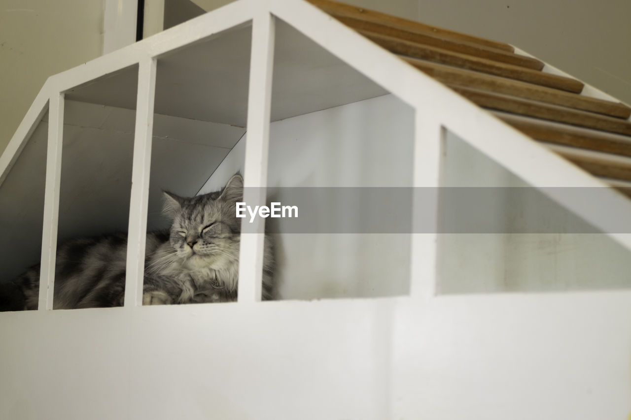 CAT SITTING ON RAILING AGAINST WALL