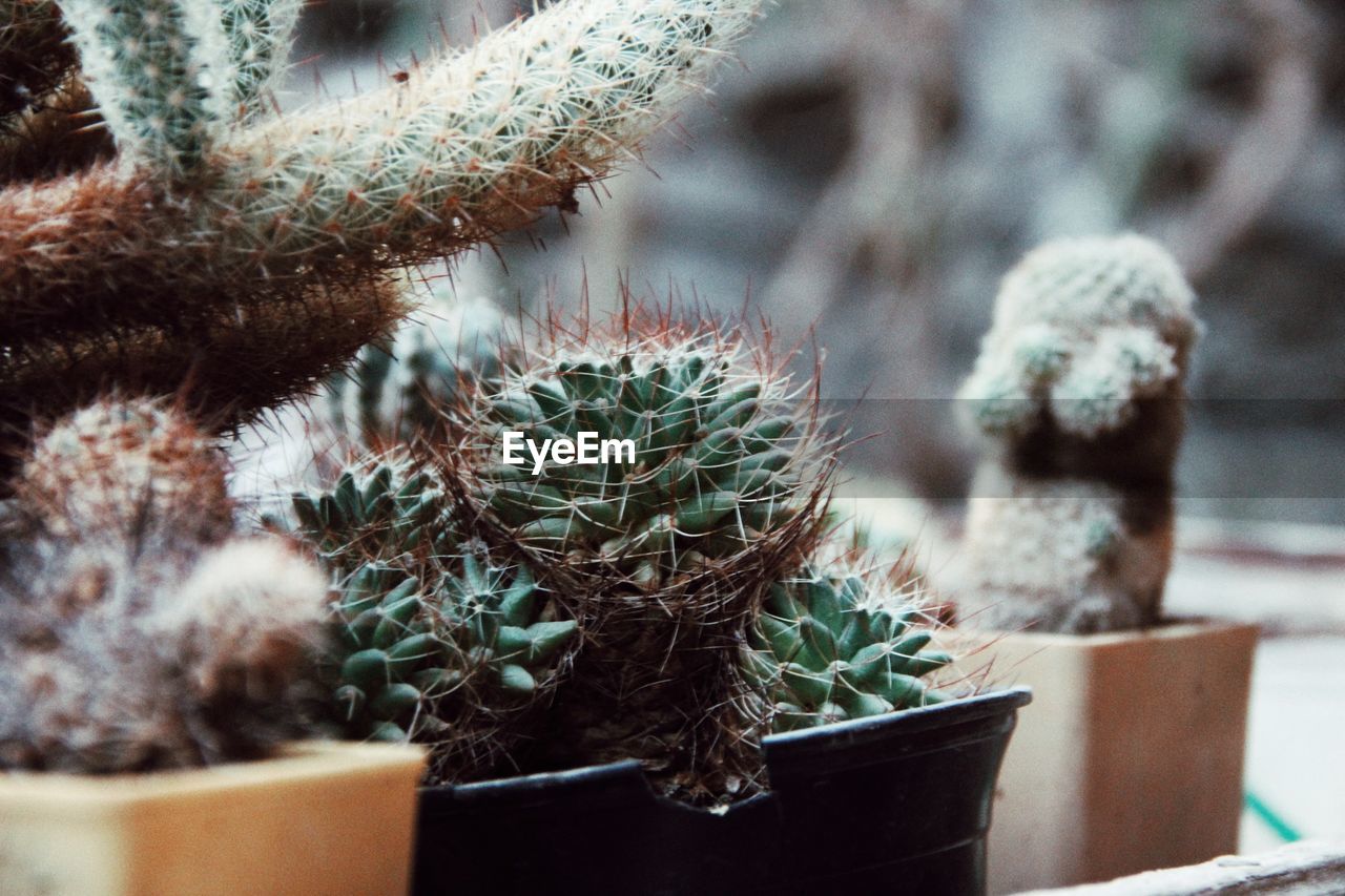 Close-up of cactus plant in pot