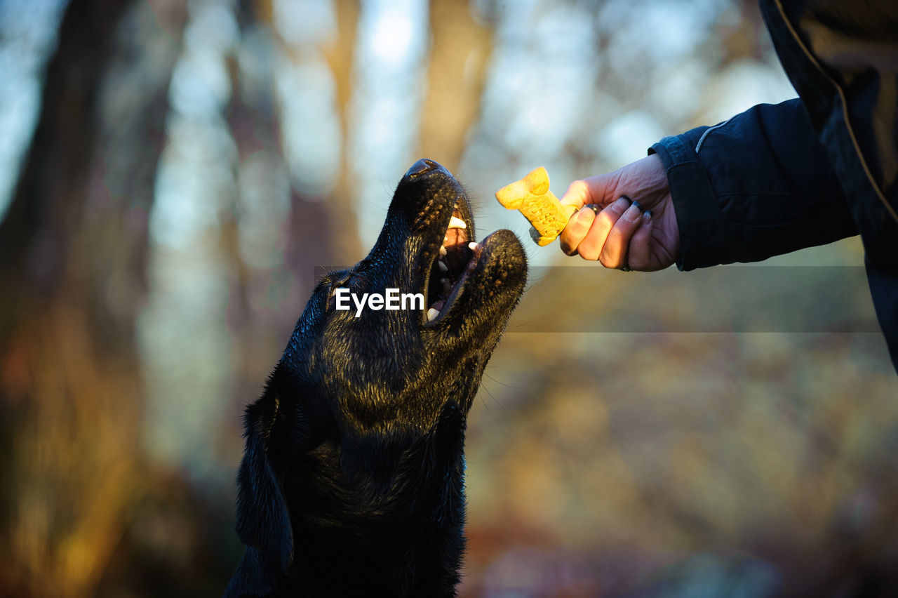 Cropped hand feeding biscuit to black labrador